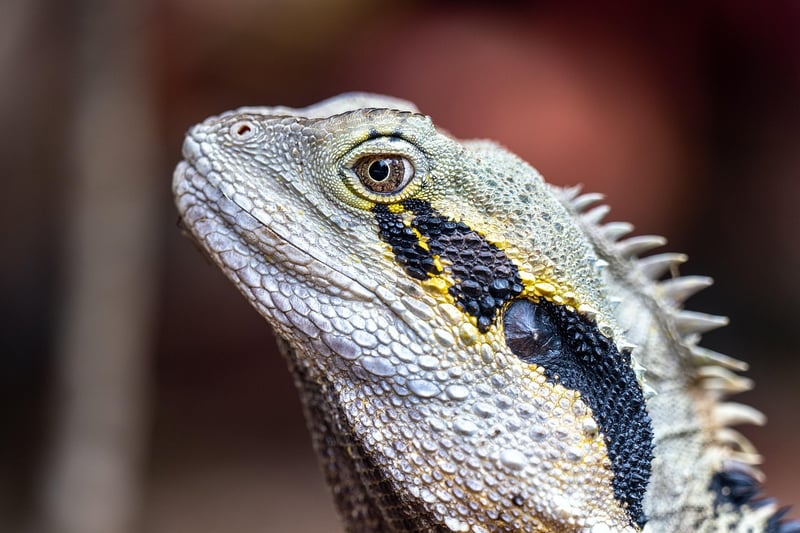 Dragon's Eye View